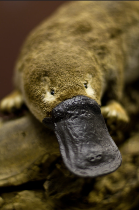 Duck-billed Platypus Duck Billed Platypus